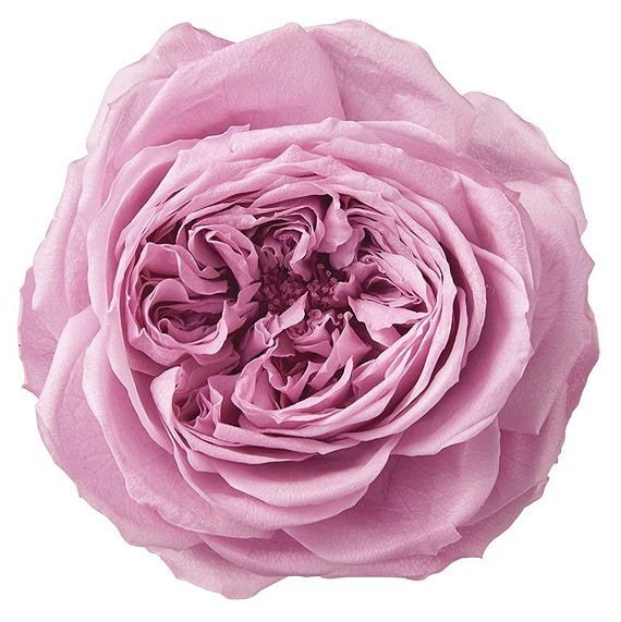 �������� �������������(����ǡ�����󥫥顼)(6) �ޥ��󥿥ԥ�