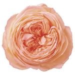 �������� �������������(����ǡ�����󥫥顼)(6) ���ץꥳ�åȥԥ�