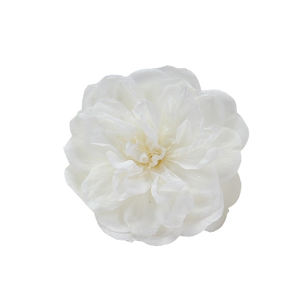 ��������. �����������꡼�󥢥���(12) �ԥ奢�ۥ磻��