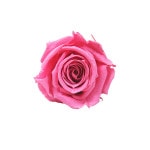 Florever �٥��ӡ�������(12) �ɥ�����ԥ�