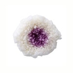  صƎߥե(9) ۥ磻ȥѡץ