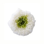 大地農園 輪菊・小・ミルフィーユ(9) ホワイトグリーン