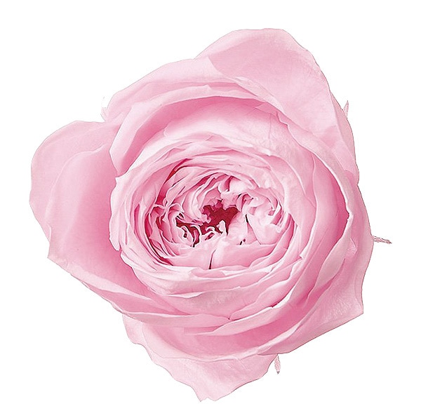 ��������. ������������(6) ���㡼�٥åȥԥ�