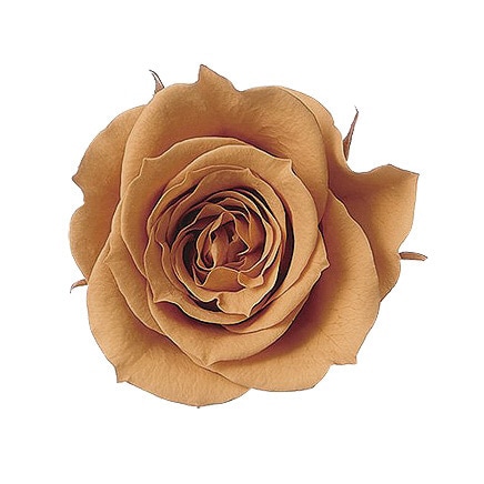 大地農園. ローズ・いずみ(9) アンバー | プリザーブドフラワー花材