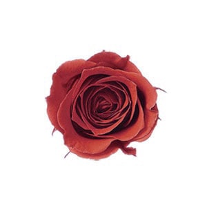 �������� �ӥӥ���(24) ��������å�