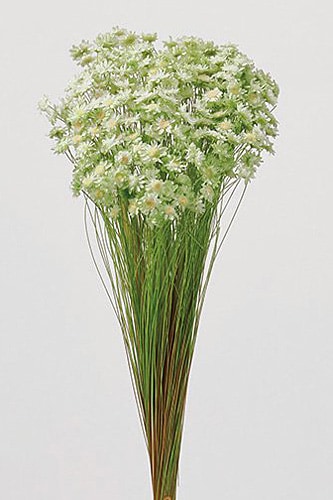 �������� �������ե����֥��å������ġ��ȥ� �ۥ磻�ȥ��꡼��