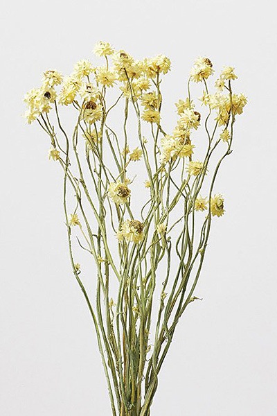 �������� �����ӥ塼�� �ޥåȥ���������