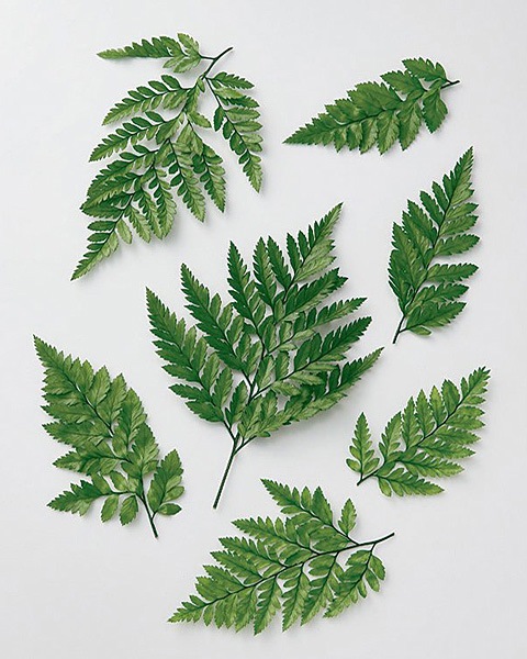  쥶ե󎥥ץꥶ֥ ꡼