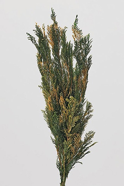 �������� ���ҥ� �����å��奴�����