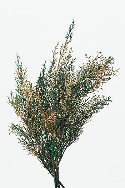 �������� �֥롼������ �����å��奴�����