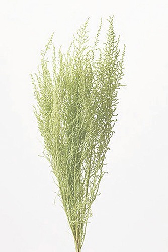 �������� ���ȡ��� ���ꥢ���꡼��