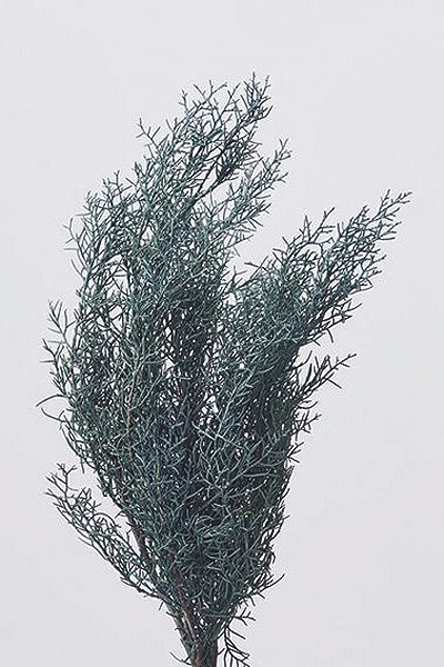 �������� �֥롼������ ����С����꡼��