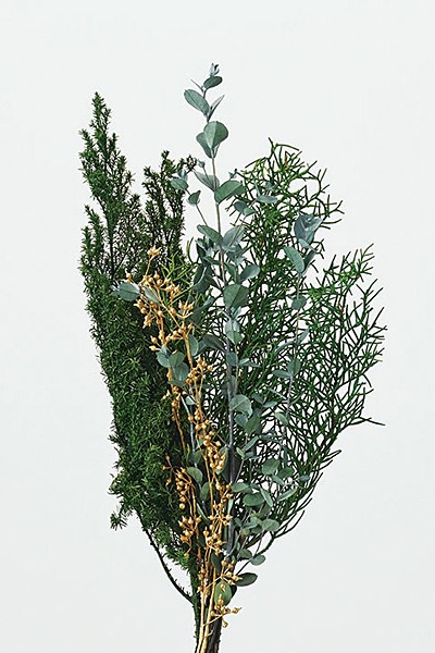 楽天市場】ワンティグリス coniferの通販