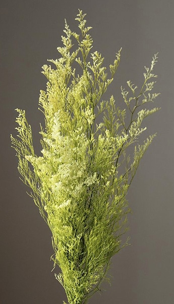 ��������. �����ԥ� �ġ��ȥ󥰥꡼��