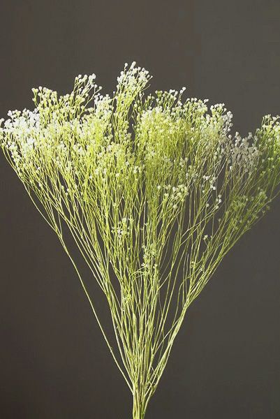 �������� ��꥽�˥� ��/���꡼��