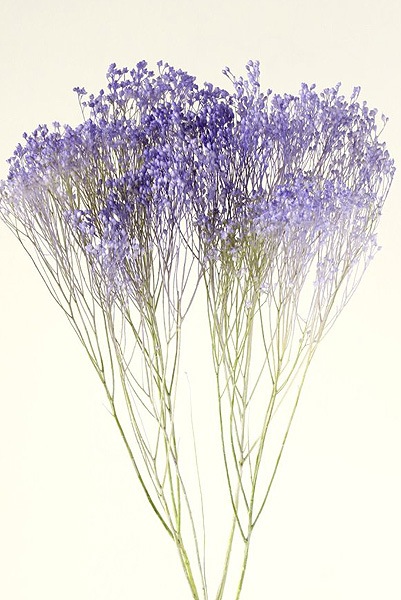 大地農園 モリソニア パープル/グリーン | プリザーブド・リーフ