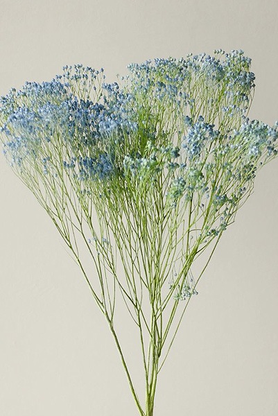 �������� ��꥽�˥� �֥롼/���꡼��