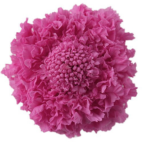 �������� �����ӥ���(5) ���ȥ��٥꡼ 