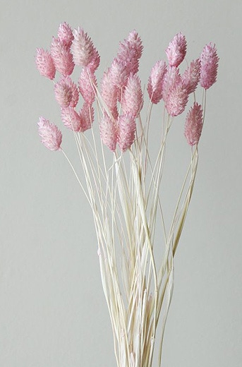 �������� �ݥ��ץ��Ď��ġ��ȥ� �ۥ磻�ȥԥ�