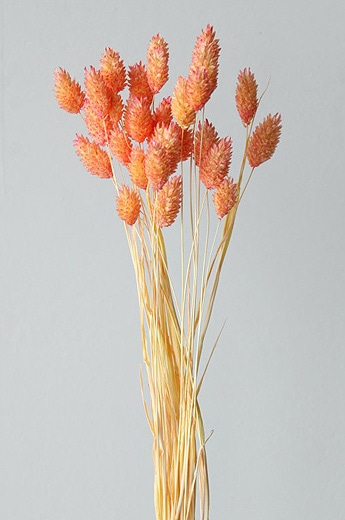 �������� �ݥ��ץ��Ď��ġ��ȥ� ����������å�