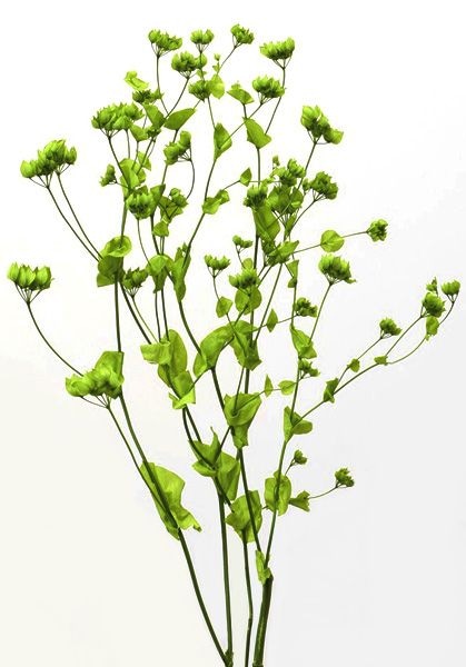 �������� �֥ץ��塼�� ���꡼��