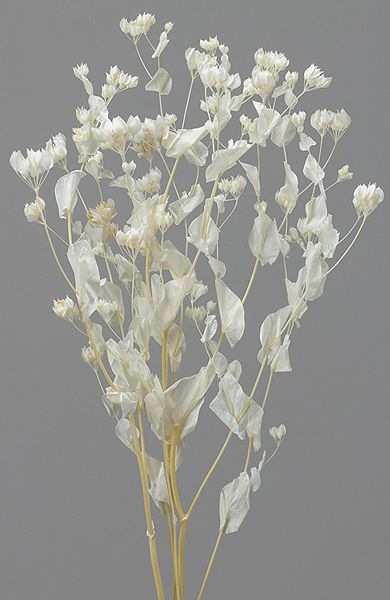 �������� �֥ץ��塼�� ���եۥ磻��