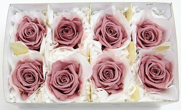 ��Outlet��Fe ��ǥ����ʥ����������⡼�����ԥ�