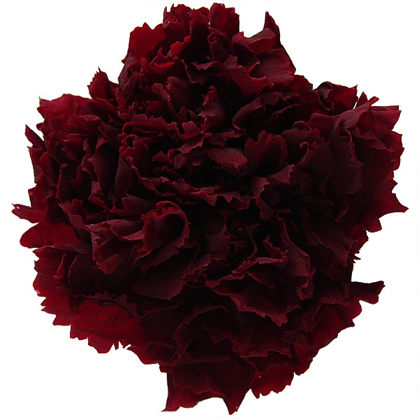 OutletFlorever ͡(6) 磻