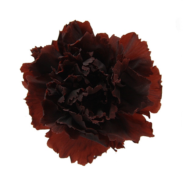 ��Outlet��Florever �ߥ˥����͡������(12) ���ե�����