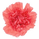 ��Outlet����������. �����͡������(8) �������ԥ�