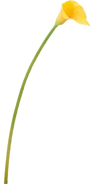 ��Outlet��[PO Art��F] ���顼��꡼ ��������