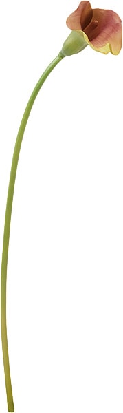 Outlet[PO ArtF] 顼꡼ ꡼٥