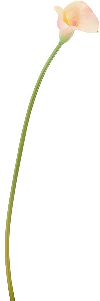 ��Outlet��[PO Art��F] ���顼��꡼ �ԥ�