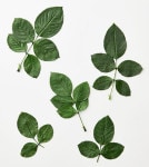 大地農園 国産バラの葉 グリーン