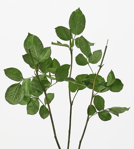 �������� �񻺥Х�Τ��� ���꡼��