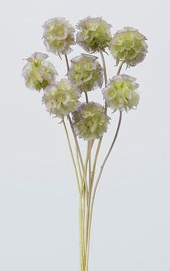 �������� ���ƥ�󥯡����� ���꡼��ѡ��ץ�