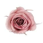 �������� �������������ߎ����ե�(9) �⡼�֥ԥ�