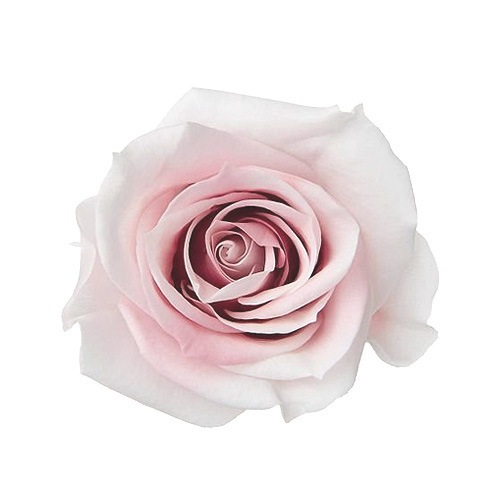 �������� �������������ߎ����ե�(9) �����ѥ�⡼��