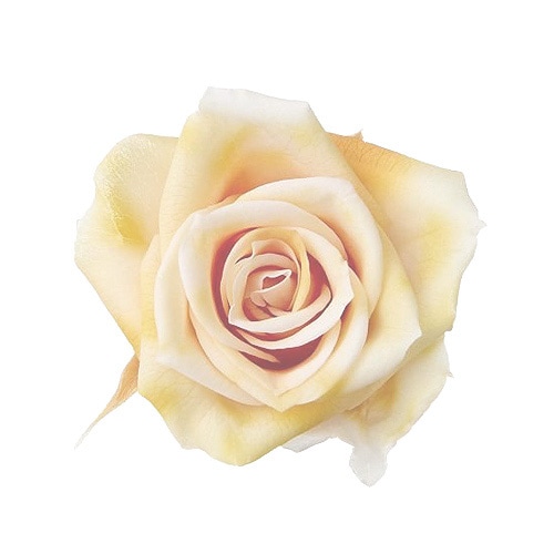 �������� �������������ߎ����ե�(9) ����ƥ��å���������