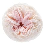 �������� �񻺥����������󥹥ѡ��ƥ���(3) �����ѥ�ԥ�