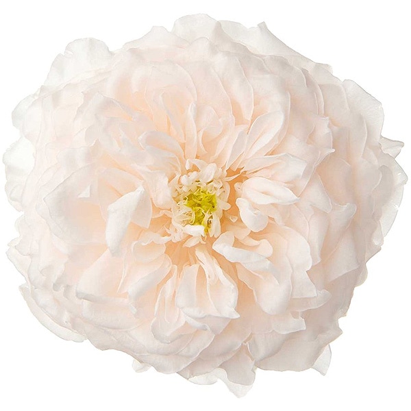 オオウバユリ 2025 収穫 茶色いプリザーブドフラワー花材 2025年・大地