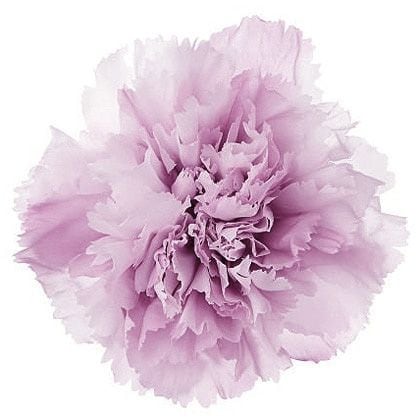 �������� �����͡�����󎥥��ե�(8) ���饦�ɥԥ�