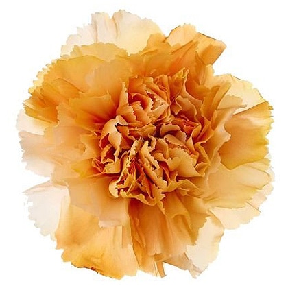 �������� �����͡�����󎥥��ե�(8) �����