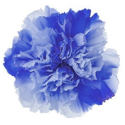 �������� �����͡�����󎥥��ե�(8) �֥롼