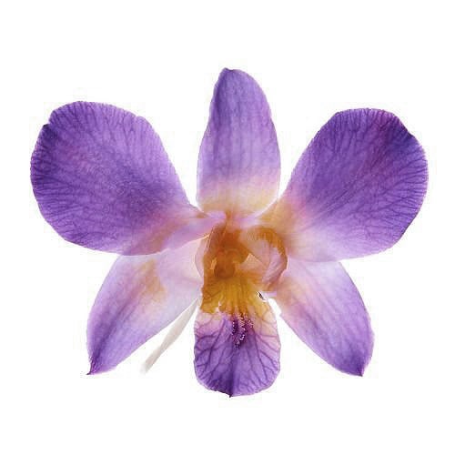 �������� �ǥ�ե��쎥���˥�(6) �ѡ��ץ�