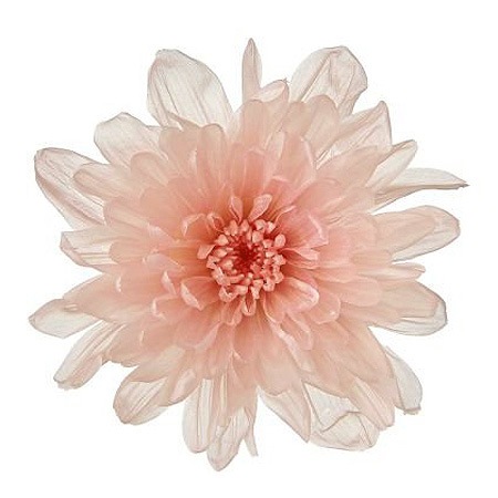 �������� ���Ȥ͵�(6) �ԥ󥯥�����