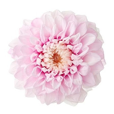 �������� ���ꥢ�����쥤���ʥ���ǡ������ˡ�2�� ���㡼�٥åȥԥ�