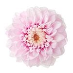  ꥢ쥤ʥǡˡ2 㡼٥åȥԥ