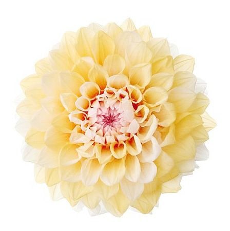 �������� ���ꥢ�����쥤���ʥ���ǡ������ˡ�2�� ���ץꥳ�å�