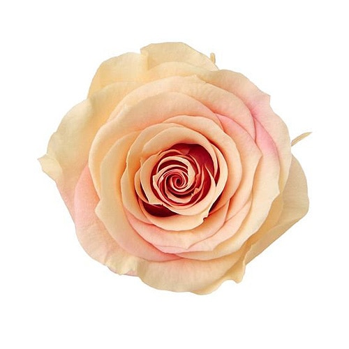 大地農園 ローズ・かのん・M・スフレ(9) ジュリアローズ